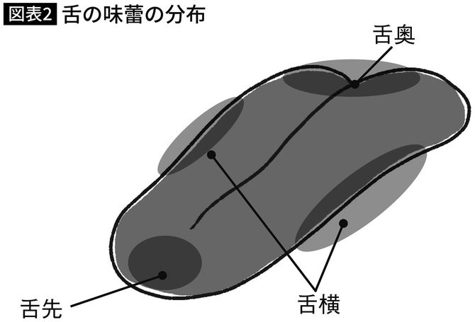 舌の味蕾の分布