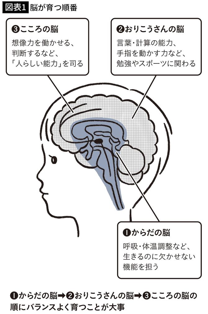 【図表1】脳が育つ順番