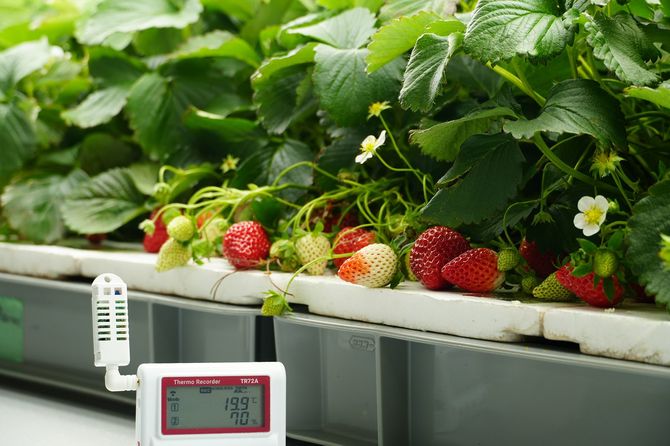 施設内で栽培されているイチゴ