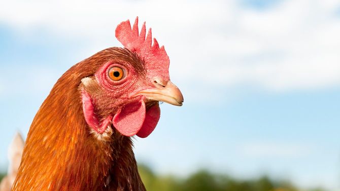 メスのニワトリの横顔をクローズアップ