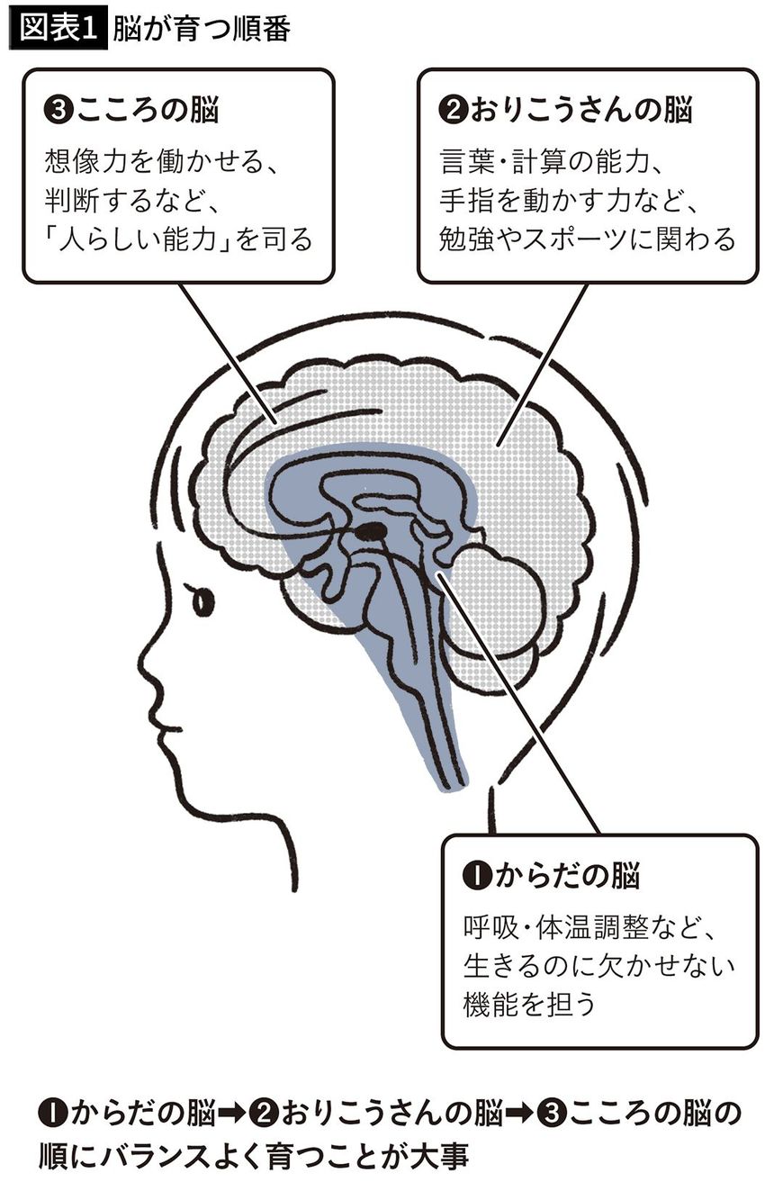 【図表1】脳が育つ順番