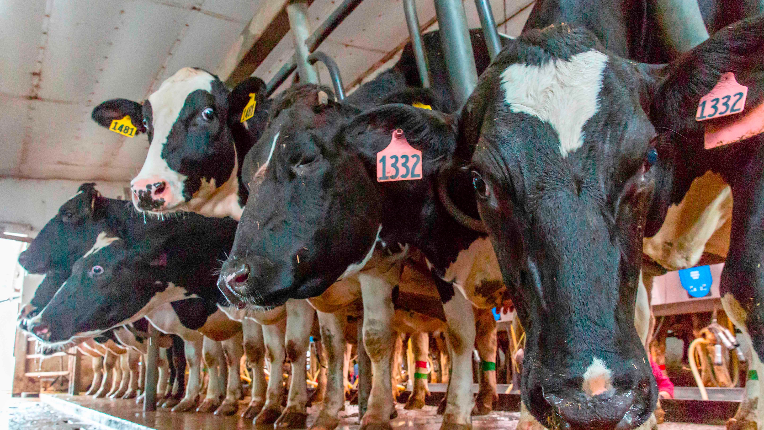 無理矢理搾られて牛がヘトヘトに 日本人が知らずに摂取している 遺伝子組み換え牛成長ホルモン のリスク 日本では使用禁止だが 事実上輸入されている President Online プレジデントオンライン 無理矢理搾られて牛がヘトヘトに 日本人が知らずに摂取している 遺伝子組み換え牛成長ホルモン のリスク 日本では使用禁止だが 事実上輸入されている President Online プレジデントオンライン