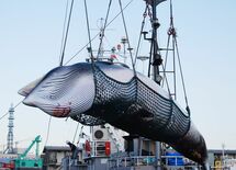 IWC脱退"共存する可能性すらない"の異様