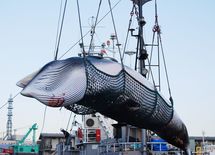 IWC脱退"共存する可能性すらない"の異様