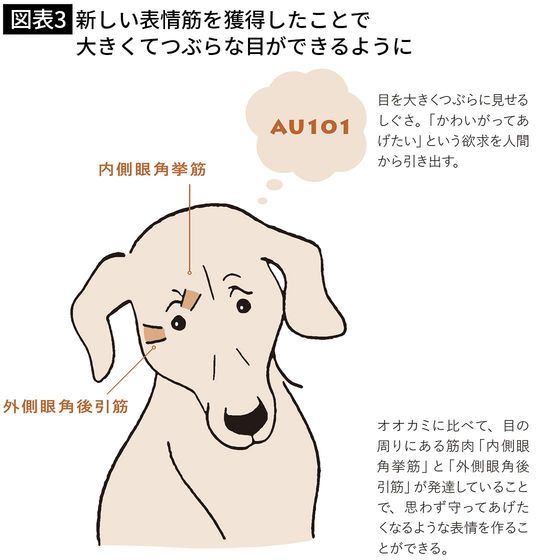 【図表3】新しい表情筋を獲得したことで大きくてつぶらな目ができるように