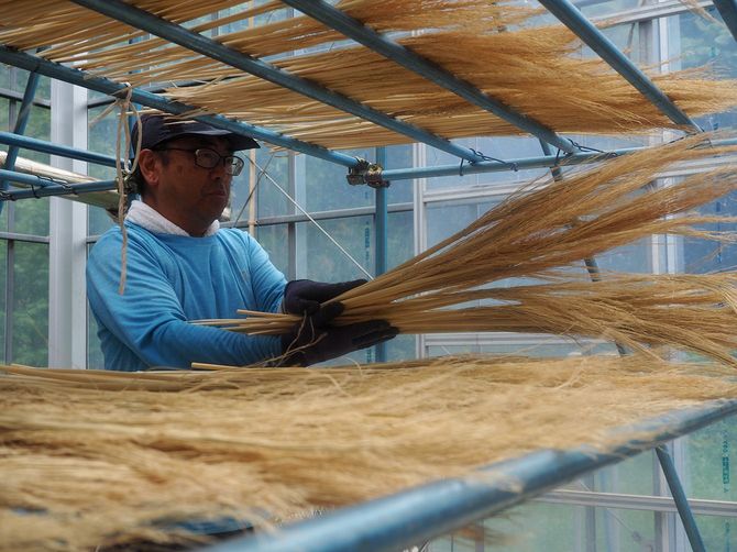 乾燥させて箒を編む工程に進む