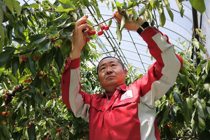 観光果樹園でさくらんぼを収穫する矢萩代表
