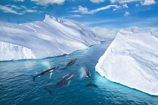 氷山の間を泳ぐザトウクジラ