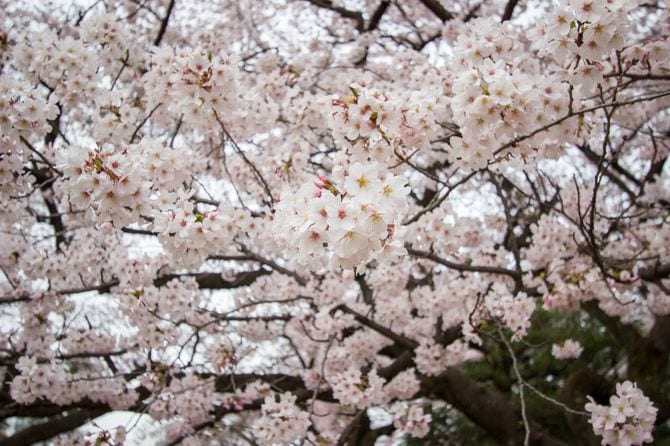 新宿御苑の桜