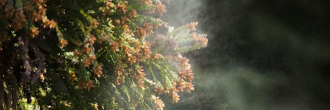 《ノーベル賞受賞》大阪大学特任教授･坂口志文氏は何をした?…アレルギーの常識を変えた大発見 花粉症､ぜんそく､がん治療…