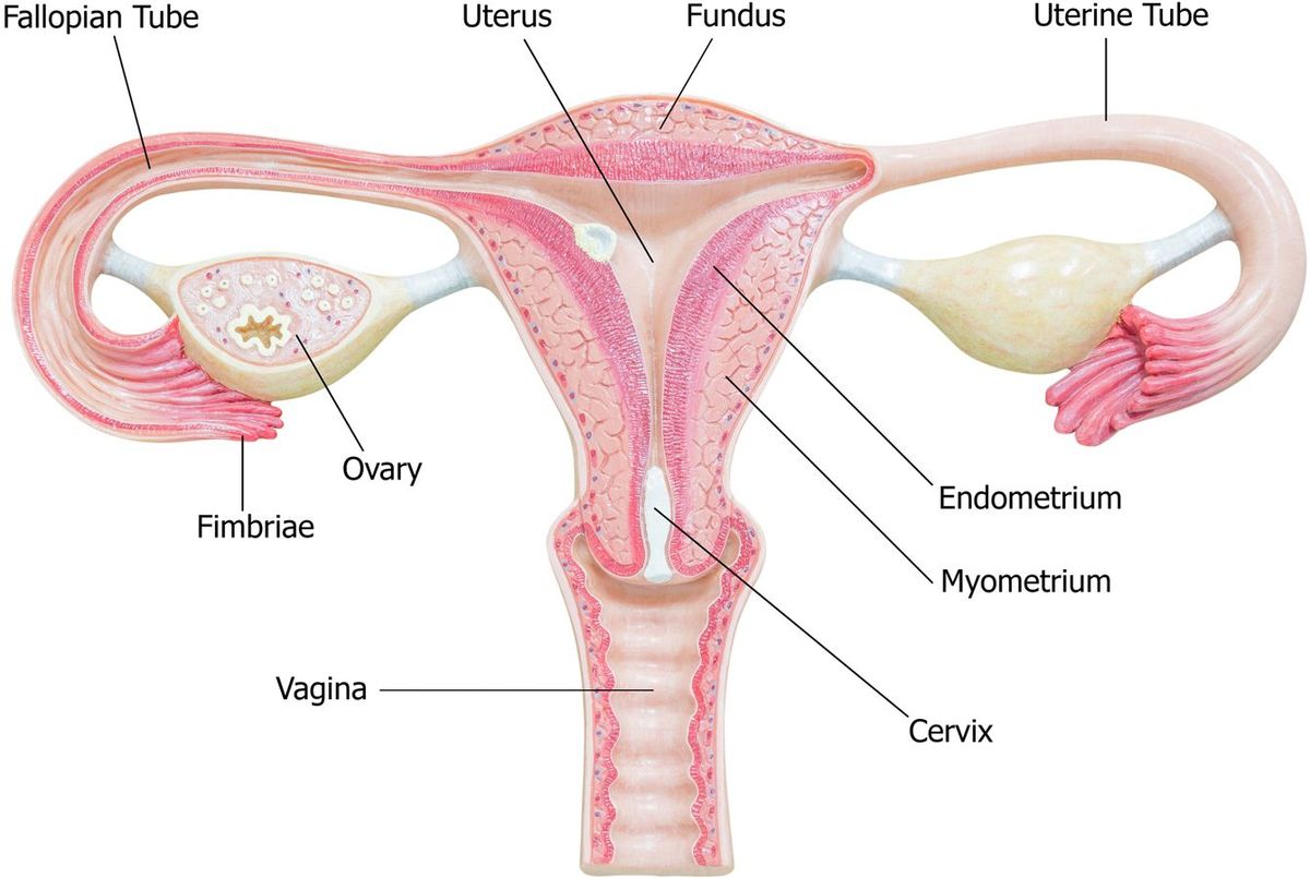 女性の生殖システムの解剖イラスト