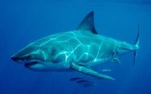 サメに襲われ→｢全員が死亡｣の“異常事態”に…愛知県の“連続人食いザメ事件”で専門家が語った“意外すぎる仮説”