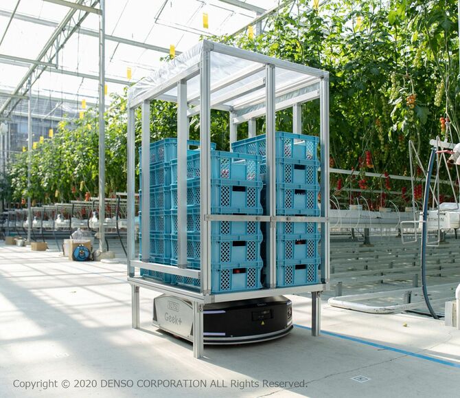 産業用ロボットによるトマトの自動収穫