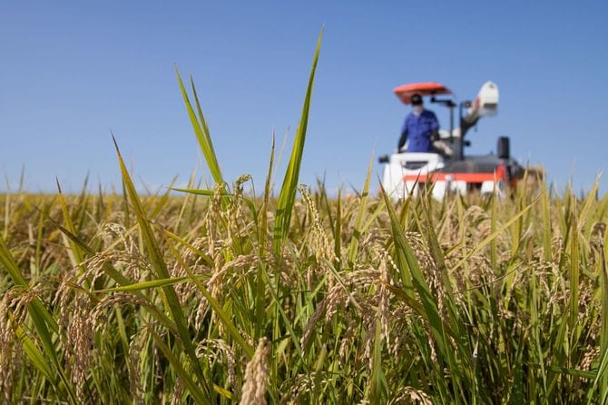 米を収穫する農家