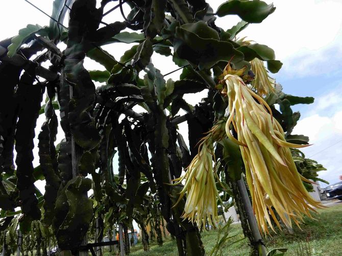 ドラゴンフルーツの木