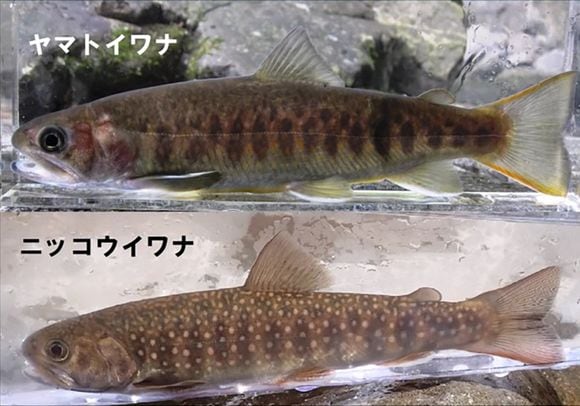 大井川に生息するヤマトイワナとニッコウイワナ