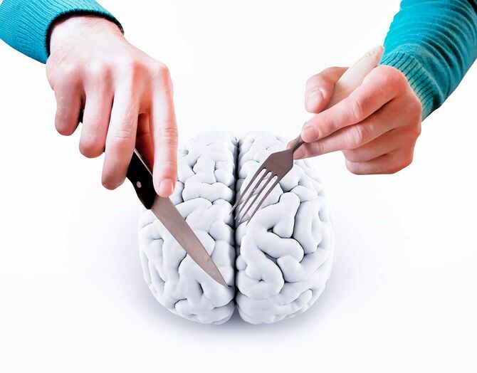 ナイフとフォークを持つ手と脳の模型