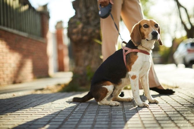 飼い主のそばにお座りする賢そうなビーグル