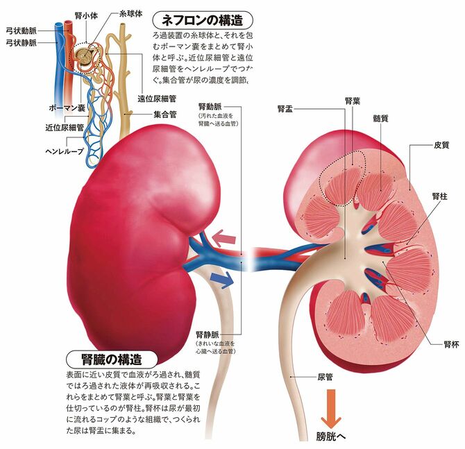 【図表】腎臓とネフロンの構造