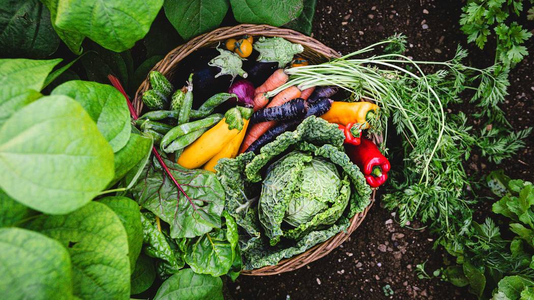 このままでは米と野菜の価格高騰が加速する…｢有機農産物のほうが栄養価が高い｣説が広まってしまったワケ ｢現代の野菜は昔に比べて栄養価が低下している｣というトンデモ説