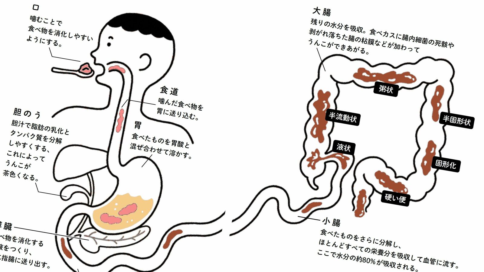 40歳からは黒･赤･緑･白をしっかり見るべき…体の異変をいち早く示す｢21種類のうんこ｣の色と形 ｢形｣と｢性状｣をもとに7段階に分けた｢ブリストルスケール｣で状態を把握