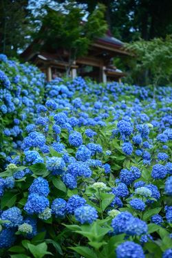 雲昌寺のあじさい（撮影＝鵜飼秀徳）