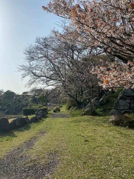 かつて大名屋敷があった地に咲くソメイヨシノ。