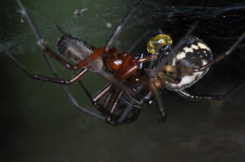 【写真6】クスミサラグモの交尾（出典＝『カラー版 クモの世界　糸をあやつる8本脚の狩人』）