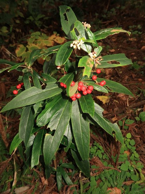 カラタチバナ（写真＝CC-BY-SA-4.0／Wikimedia Commons）