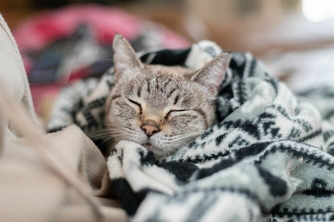 毛布に包まれた猫