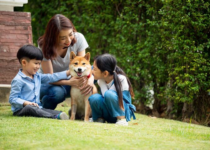 公園で柴犬と遊ぶ家族
