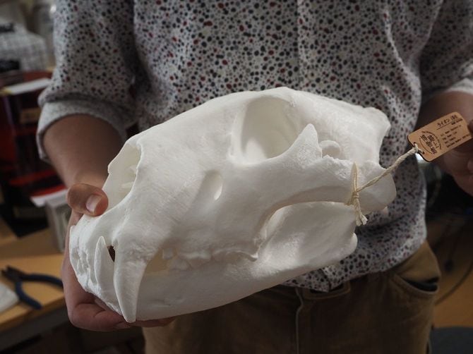 3Dプリンタで印刷した標本のレプリカ