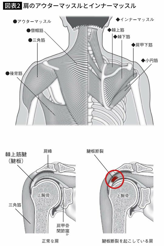 肩のアウターマッスルとインナーマッスル