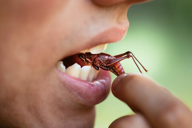 昆虫を食べる若者。昆虫食のイメージ