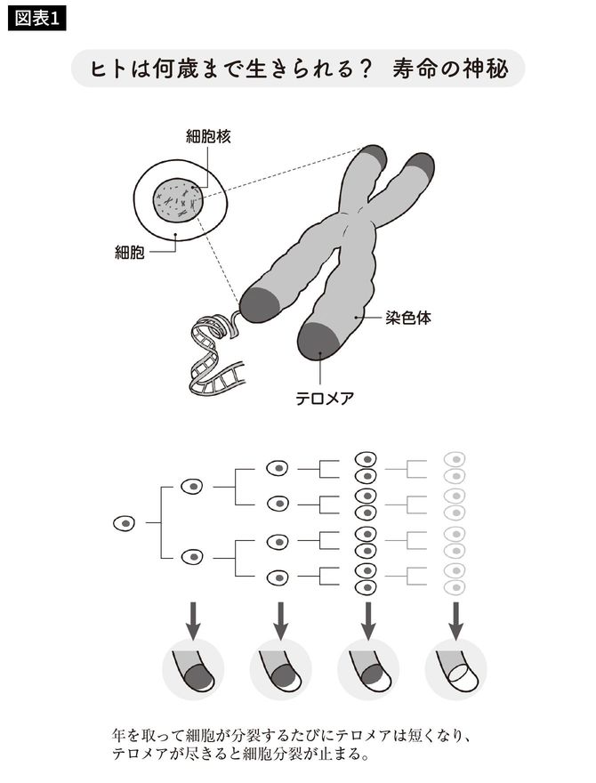 ヒトは何歳まで生きられる? 寿命の神秘