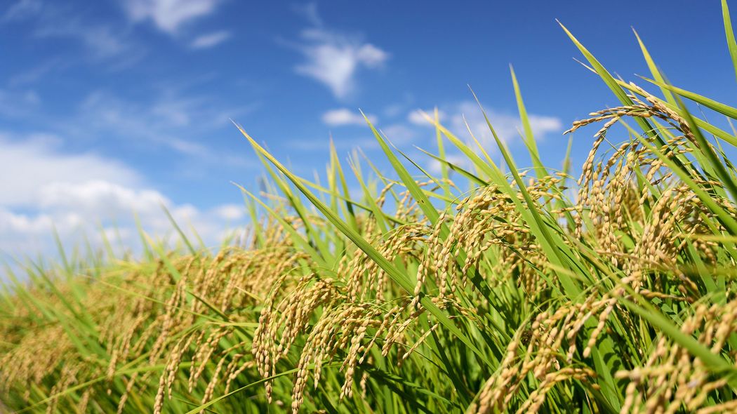 1kcalの米を作るのに2.6kcalのエネルギーが必要…エコノミストが畑仕事で気づいた｢自給自足についての絶望｣ ｢もはや､私たちは石油を食べているのだ｣