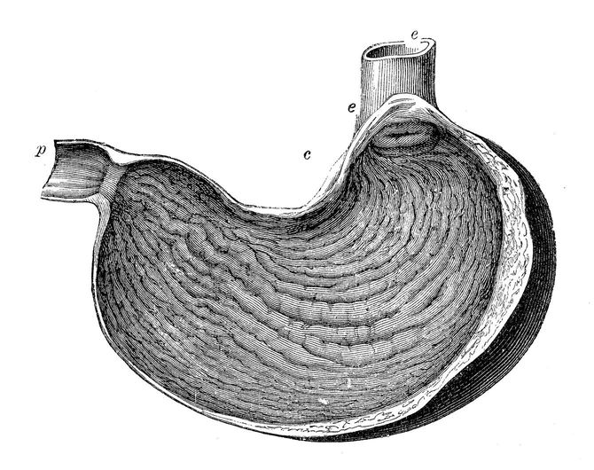 胃袋のイラスト