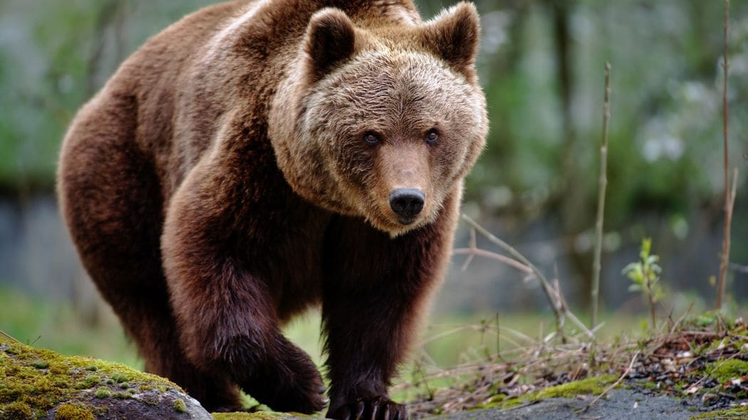 135キロの巨体が私の軽トラに咬みついた…クマに9回襲われた研究家が目撃した｢クマを困らす意外な天敵｣