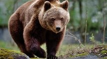 135キロの巨体が私の軽トラに咬みついた…クマに9回襲われた研究家が目撃した｢クマを困らす意外な天敵｣