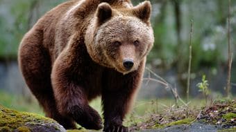 135キロの巨体が私の軽トラに咬みついた…クマに9回襲われた研究家が目撃した｢クマを困らす意外な天敵｣