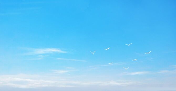 空で羽ばたく鳥の風景イラスト