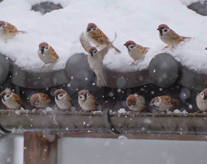 2026佳作（2）「雪の日のふくら雀」割山勢津子さん