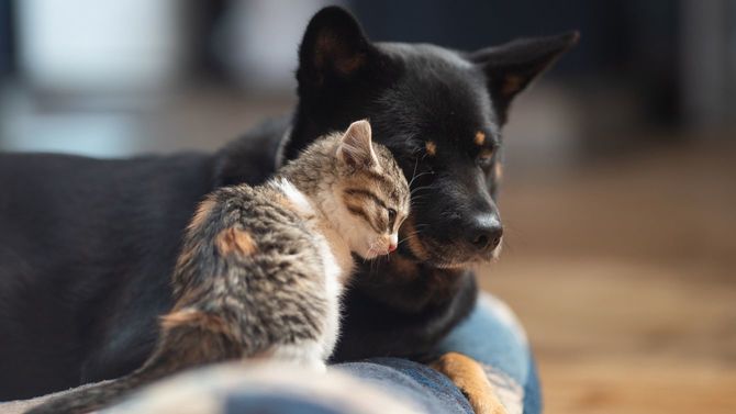 ママ犬にすり寄る子猫