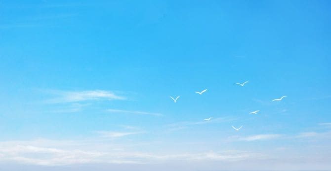 空で羽ばたく鳥の風景イラスト