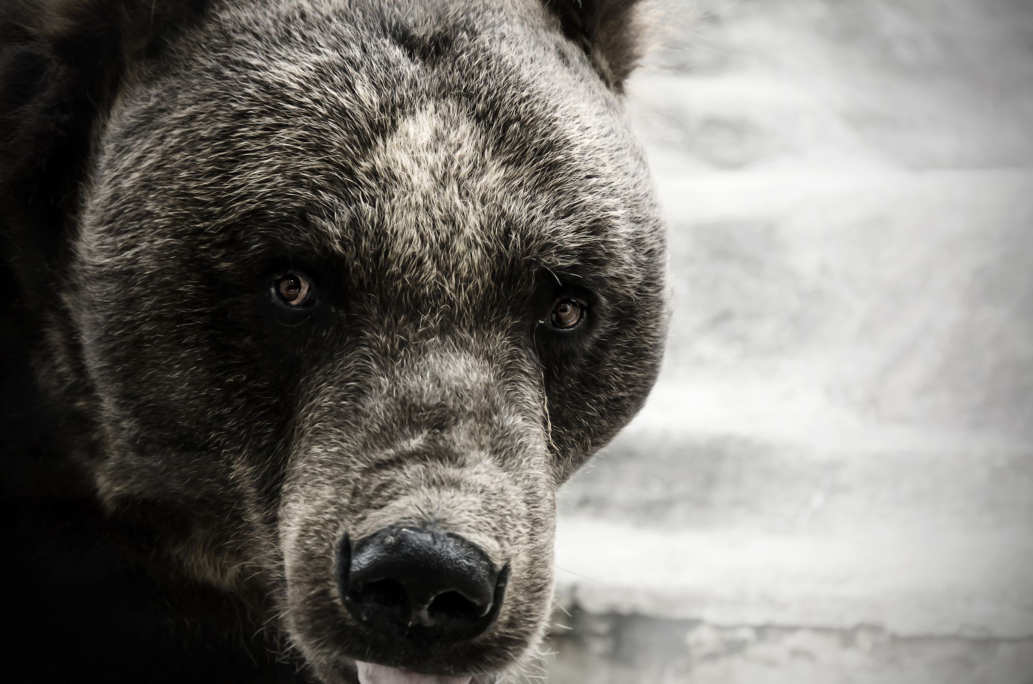 グワーッ 奥多摩山中でクマに鼻をもがれそうになった男性の恐怖 山の遊歩道を走っていたら突然 President Online プレジデントオンライン