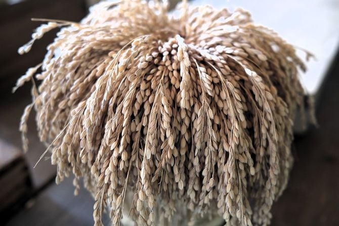 関農園で収穫された稲