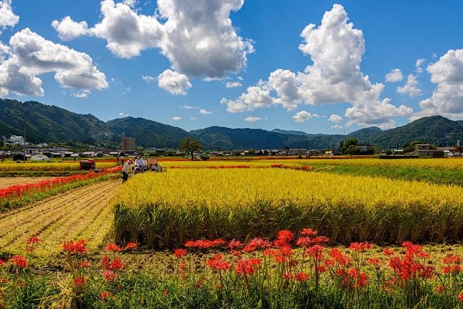 2025優秀賞「華やぐ収穫期」廣瀬靖之さん