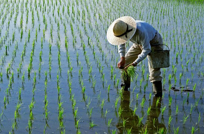 米を植える
