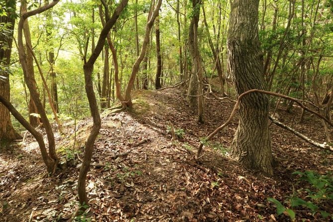 西付城南西側の長大な土塁