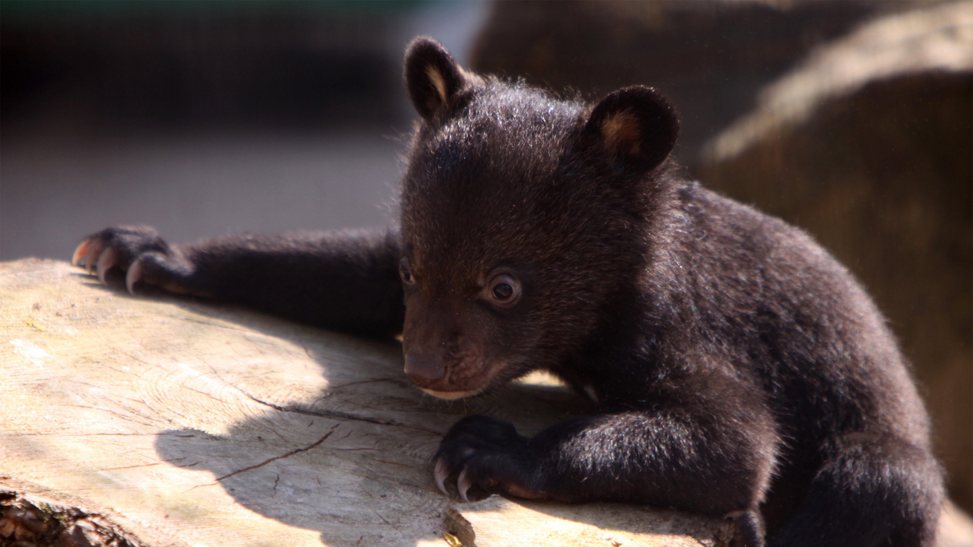 メスに目配せした後､オスは子グマを食べた…ツキノワグマに装着